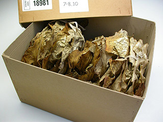 [The Great Parchment Book Project]